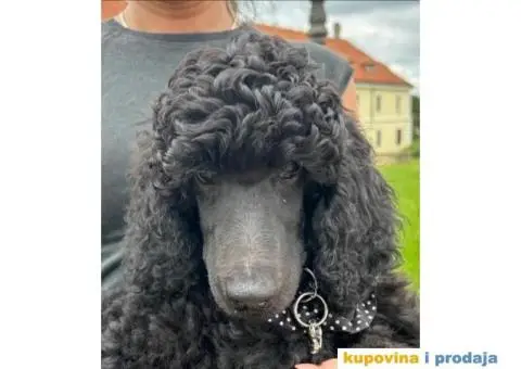 Štenci standard pudle od roditelja šampionskog porekla - 6/7