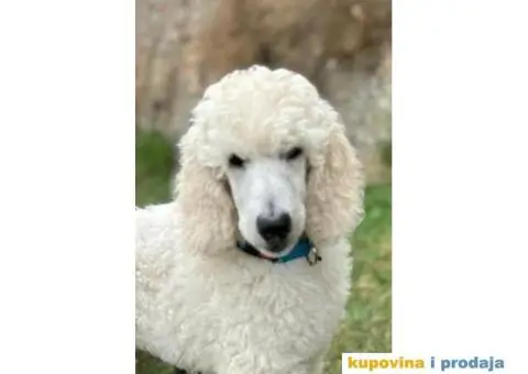 Štenci standard pudle od roditelja šampionskog porekla - 7/7