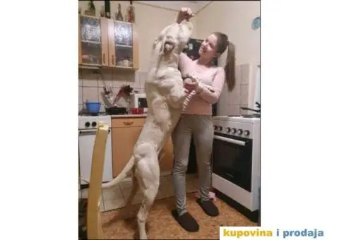 Dogo argentino štenci - 1/9