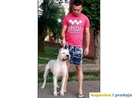 Dogo argentino štenci - 2/9
