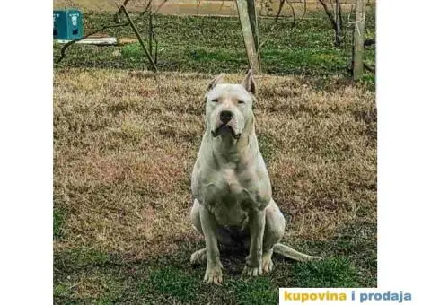 Dogo argentino štenci - 3/9