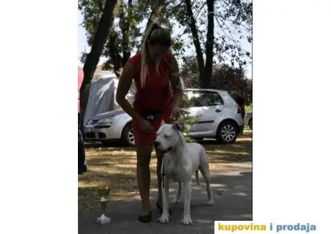Dogo argentino štenci - 4/9