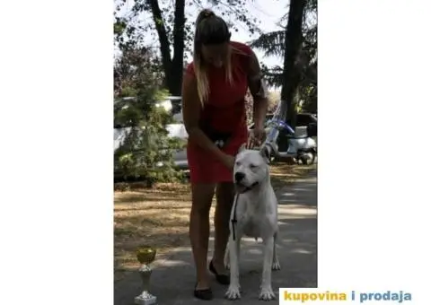 Dogo argentino štenci - 5/9