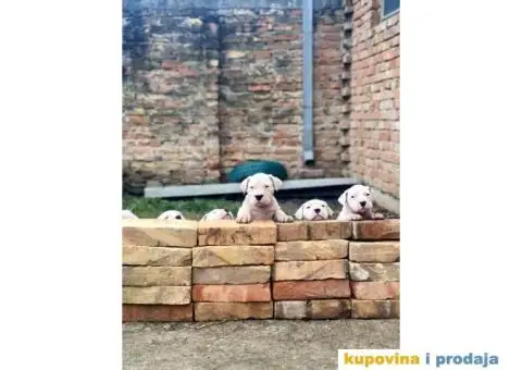 Dogo argentino štenci - 6/9