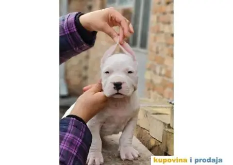 Dogo argentino štenci - 7/9