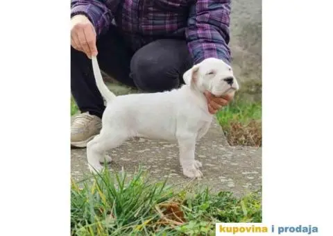 Dogo argentino štenci - 8/9