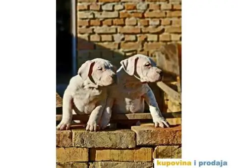 Dogo argentino štenci - 9/9