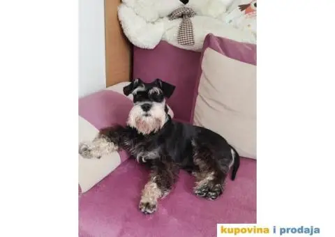 Toni traži devojku - 1/3