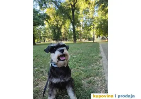 Toni traži devojku - 2/3