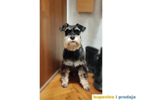 Toni traži devojku - 3/3