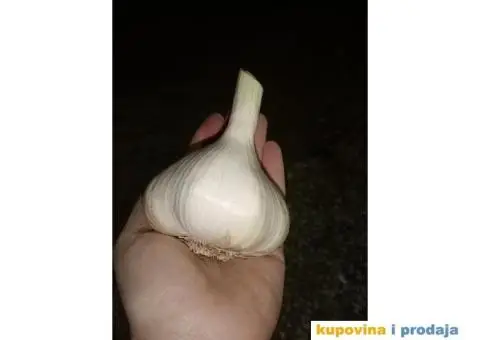 DOMAĆI BELI LUK - 1/5