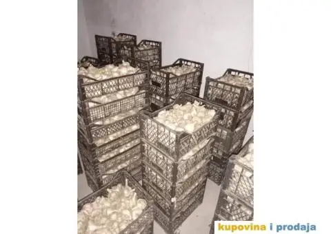 DOMAĆI BELI LUK - 2/5