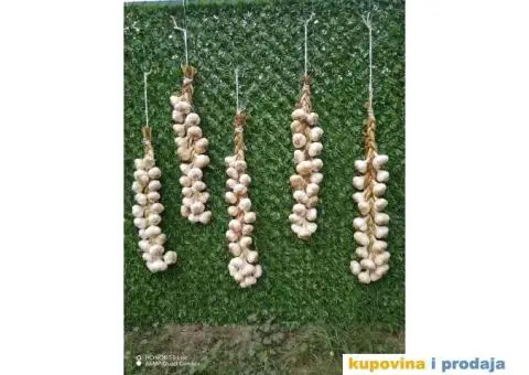 DOMAĆI BELI LUK - 3/5