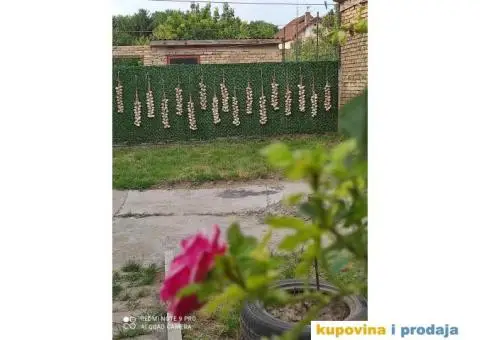 DOMAĆI BELI LUK - 4/5