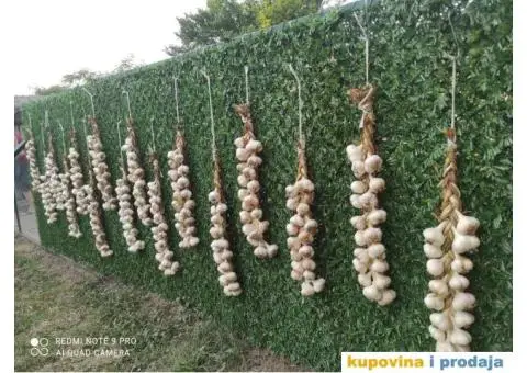 DOMAĆI BELI LUK - 5/5