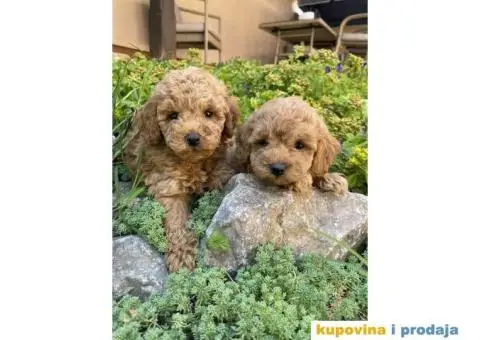 Crvene i aprikot pudle - 1/6