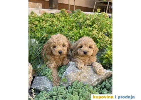 Crvene i aprikot pudle - 2/6