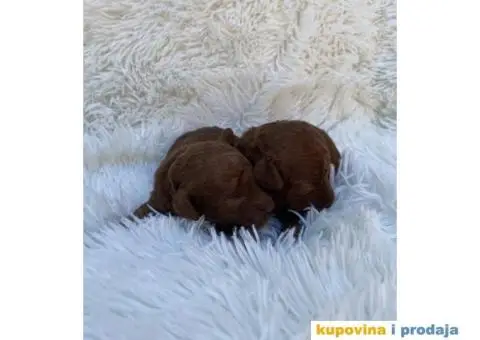 Crvene i aprikot pudle - 3/6