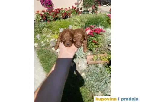 Crvene i aprikot pudle - 4/6