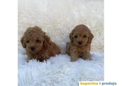 Crvene i aprikot pudle - 5/6