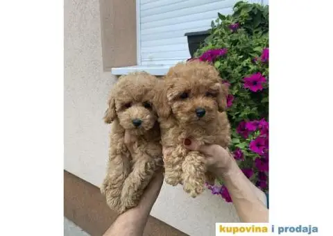 Crvene i aprikot pudle - 6/6