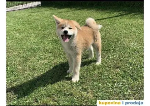 Akita Inu štenci - 1/7