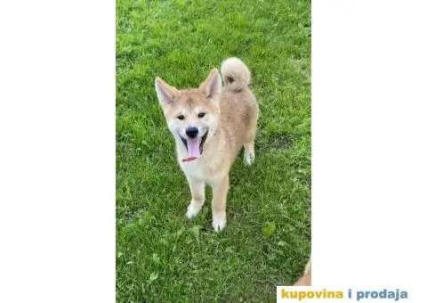 Akita Inu štenci - 2/7