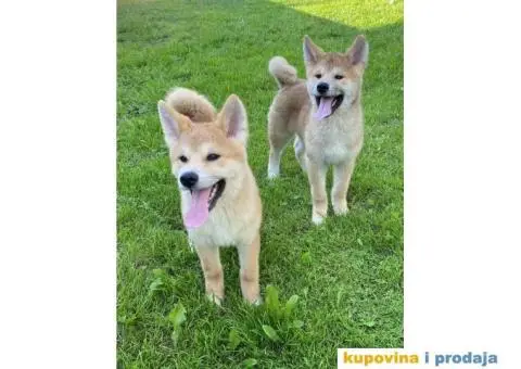 Akita Inu štenci - 3/7