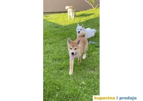 Akita Inu štenci - 4/7