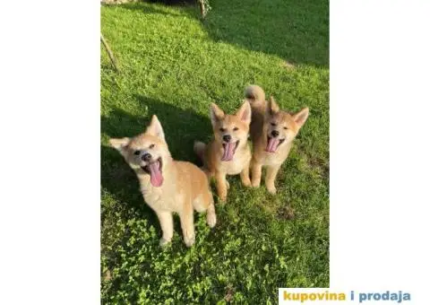 Akita Inu štenci - 5/7