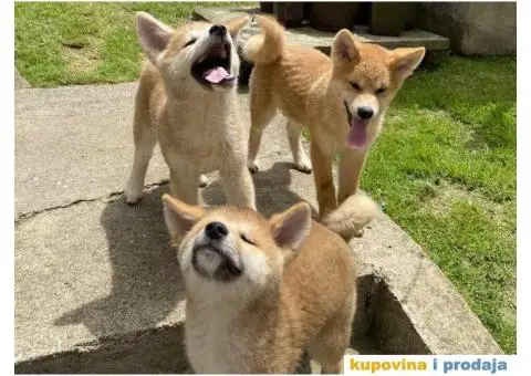 Akita Inu štenci - 6/7