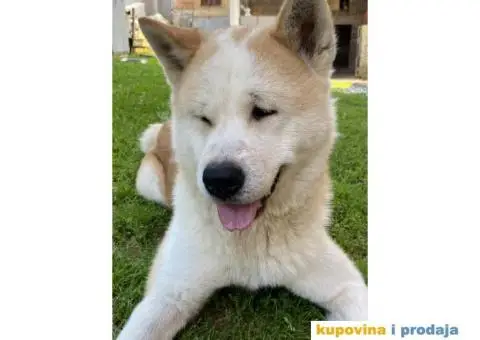 Akita Inu štenci - 7/7