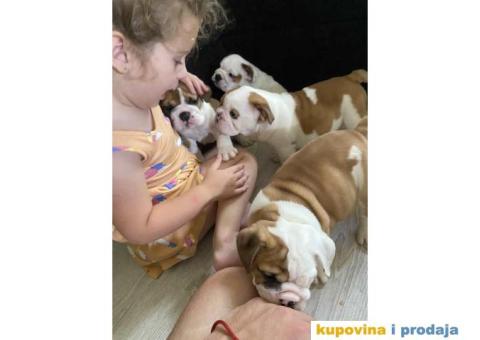 Na prodaju stenad engleskog buldoga - 1/6