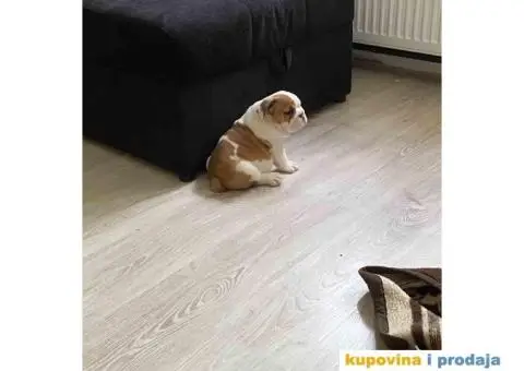 Na prodaju stenad engleskog buldoga - 2/6