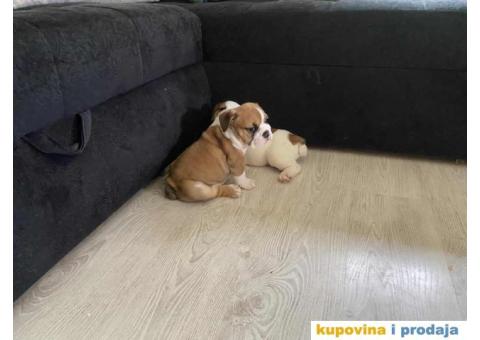 Na prodaju stenad engleskog buldoga - 3/6