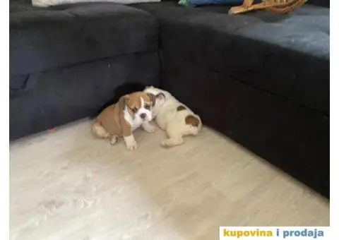 Na prodaju stenad engleskog buldoga - 4/6