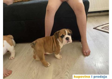 Na prodaju stenad engleskog buldoga - 5/6