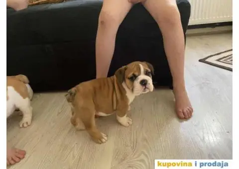 Na prodaju stenad engleskog buldoga - 5/6
