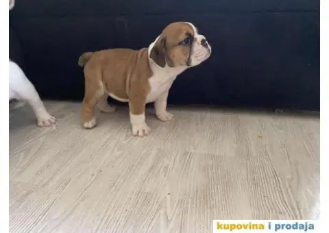 Na prodaju stenad engleskog buldoga - 6/6