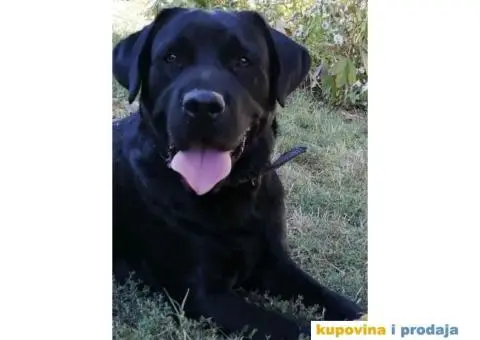 Labrador AS traži ženku - 1/12