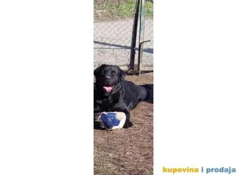 Labrador AS traži ženku - 3/12