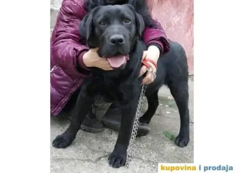 Labrador AS traži ženku - 4/12