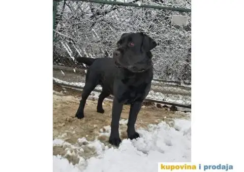 Labrador AS traži ženku - 5/12