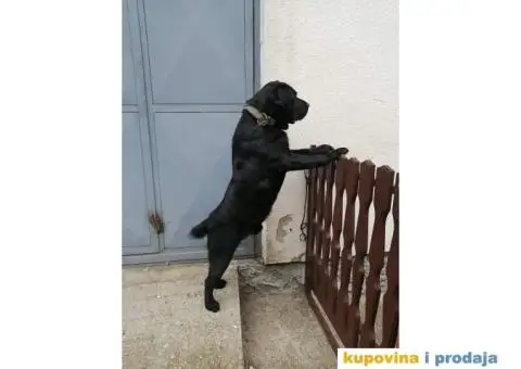 Labrador AS traži ženku - 6/12