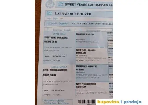 Labrador AS traži ženku - 9/12