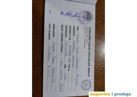 Labrador AS traži ženku - 11/12