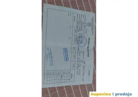 Labrador AS traži ženku - 12/12