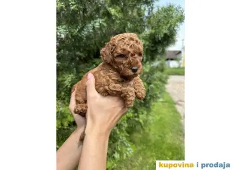Pudlica prelepi štenci - 3/8