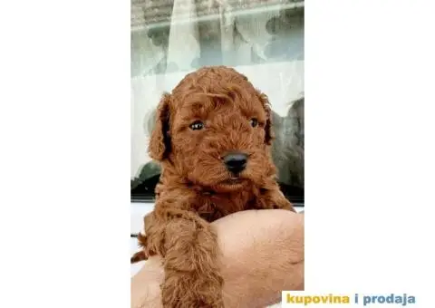 Pudlica prelepi štenci - 4/8