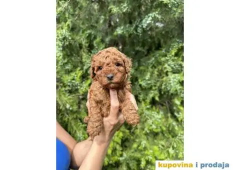 Pudlica prelepi štenci - 6/8